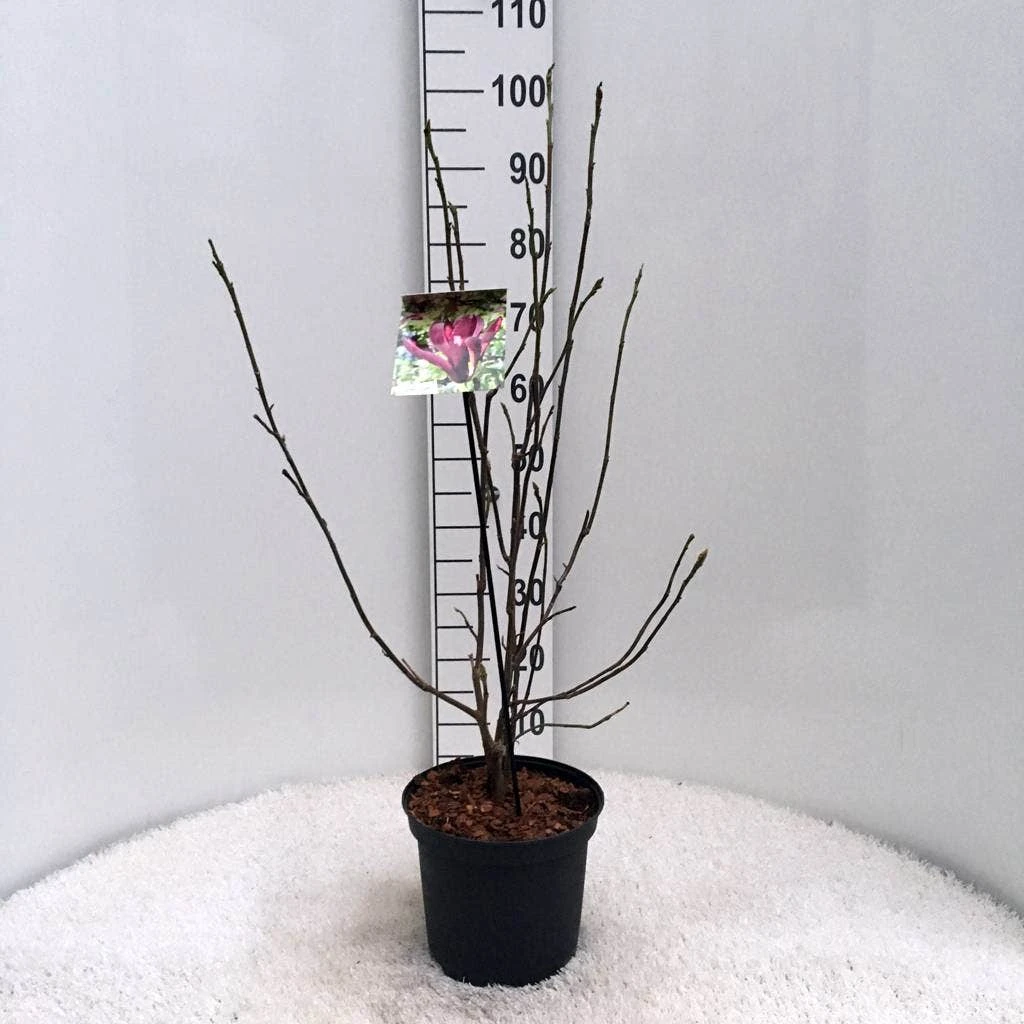 Beverboom (Magnolia Liliiflora 'Nigra') 5 Beverboom (Magnolia Liliiflora 'Nigra') - Afbeelding 5