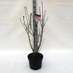 Beverboom, Struik (Magnolia Susan) 21 Beverboom, Struik (Magnolia Susan) -Groen Ziel Verkoop m. susan c10 1