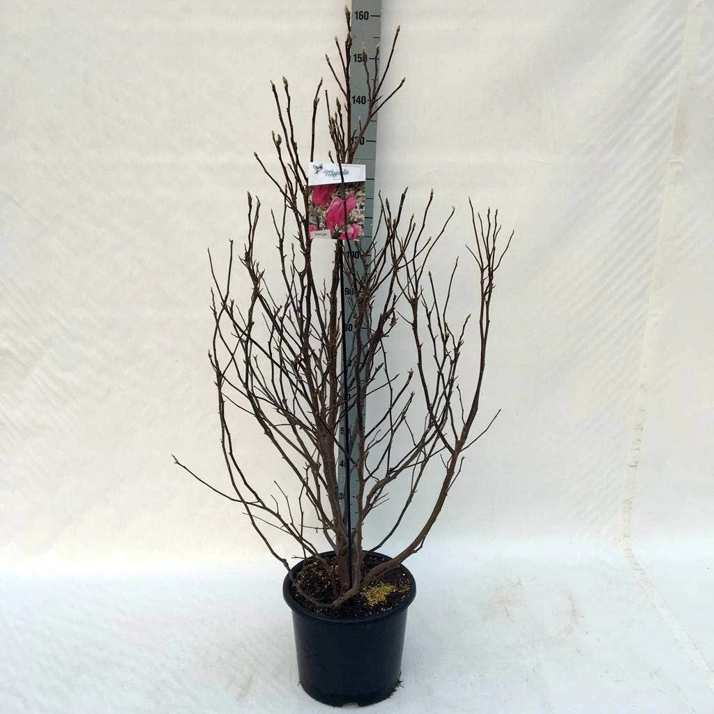 Beverboom, Struik (Magnolia Susan) 10 Beverboom, Struik (Magnolia Susan) - Afbeelding 10