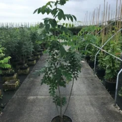 Maackia (Maackia Amurensis) 7 Maackia (Maackia Amurensis) -Groen Ziel Verkoop maackia amurensis c20 2 002