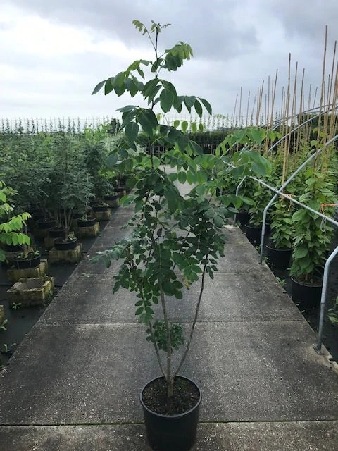 Maackia (Maackia Amurensis) 4 Maackia (Maackia Amurensis) - Afbeelding 4