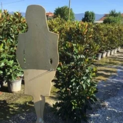 Beverboom (Magnolia Grandiflora 'Little Gem') 7 Beverboom (Magnolia Grandiflora 'Little Gem') -Groen Ziel Verkoop magnola little gem 125 150 c25 2