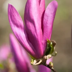 Beverboom, Struik (Magnolia Susan)