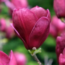 Beverboom (Magnolia 'Genie') -Groen Ziel Verkoop magnolia genie peters garden 05 1