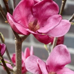 Beverboom (Magnolia 'Genie') -Groen Ziel Verkoop magnolia genie 4 1