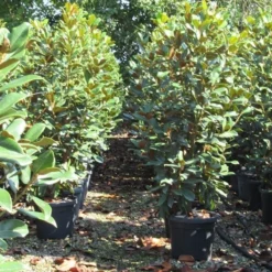 Beverboom (Magnolia Grandiflora 'Goliath') 8 Beverboom (Magnolia Grandiflora 'Goliath') -Groen Ziel Verkoop magnolia goliath 3