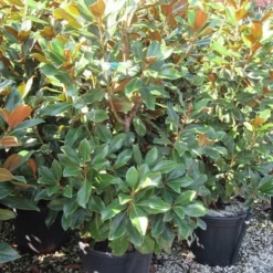 Beverboom (Magnolia Grandiflora 'Goliath')