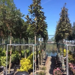 Beverboom (Magnolia Grandiflora 'Gallissoniere') 17 Beverboom (Magnolia Grandiflora 'Gallissoniere') -Groen Ziel Verkoop magnolia grandiflora 10 12 2