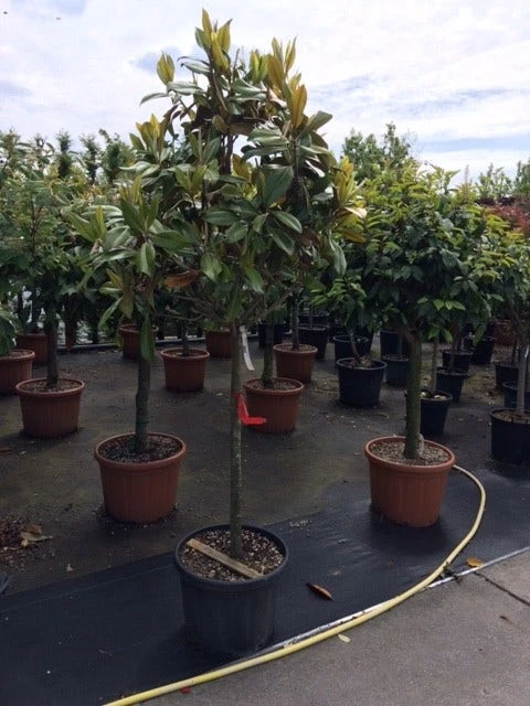 Groenblijvende Magnolia Op Stam (Magnolia Grandiflora 'Gallissoniere') 1 Groenblijvende Magnolia Op Stam (Magnolia Grandiflora 'Gallissoniere')