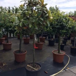 Groenblijvende Magnolia Op Stam (Magnolia Grandiflora 'Gallissoniere')