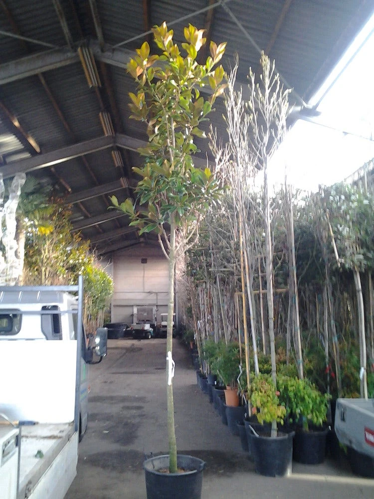 Beverboom (Magnolia Grandiflora 'Gallissoniere') 5 Beverboom (Magnolia Grandiflora 'Gallissoniere') - Afbeelding 5