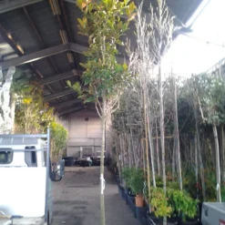 Beverboom (Magnolia Grandiflora 'Gallissoniere') -Groen Ziel Verkoop magnolia grandiflora 1 1