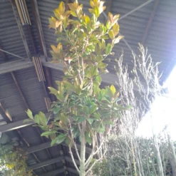 Beverboom (Magnolia Grandiflora 'Gallissoniere') 14 Beverboom (Magnolia Grandiflora 'Gallissoniere') -Groen Ziel Verkoop magnolia grandiflora 2 1 1