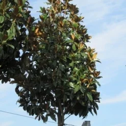 Beverboom (Magnolia Grandiflora 'Gallissoniere') 11 Beverboom (Magnolia Grandiflora 'Gallissoniere') -Groen Ziel Verkoop magnolia grandiflora galissoniere 2