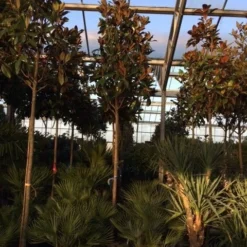 Beverboom (Magnolia Grandiflora 'Gallissoniere') 15 Beverboom (Magnolia Grandiflora 'Gallissoniere') -Groen Ziel Verkoop magnolia grandiflora gallisoniere 16 18ho cont 2