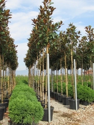 Beverboom (Magnolia Grandiflora 'Gallissoniere') 1 Beverboom (Magnolia Grandiflora 'Gallissoniere')