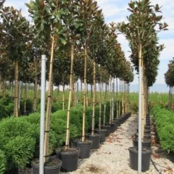 Beverboom (Magnolia Grandiflora 'Gallissoniere') 12 Beverboom (Magnolia Grandiflora 'Gallissoniere') -Groen Ziel Verkoop magnolia grandiflora gallisoniere 8 10 2 2