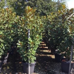 Beverboom (Magnolia Grandiflora 'Goliath') 11 Beverboom (Magnolia Grandiflora 'Goliath') -Groen Ziel Verkoop magnolia grandiflora goliath