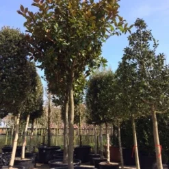 Beverboom (Magnolia Grandiflora 'Gallissoniere') 16 Beverboom (Magnolia Grandiflora 'Gallissoniere') -Groen Ziel Verkoop magnolia grandiflora hoogstam solitair 1