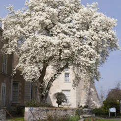 Beverboom (Magnolia Kobus) 11 Beverboom (Magnolia Kobus) -Groen Ziel Verkoop magnolia kobus01 1