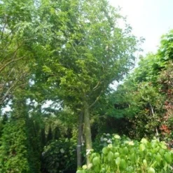 Beverboom (Magnolia Kobus) 16 Beverboom (Magnolia Kobus) -Groen Ziel Verkoop magnolia kobus 150stam c500 35 40 50 1