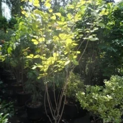 Beverboom (Magnolia Sieboldii) 9 Beverboom (Magnolia Sieboldii) -Groen Ziel Verkoop magnolia sieboldii 175 200 c25