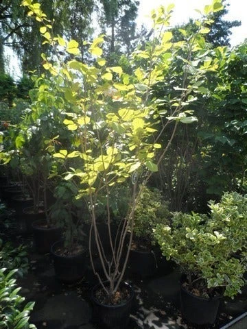 Beverboom (Magnolia Sieboldii) 5 Beverboom (Magnolia Sieboldii) - Afbeelding 5