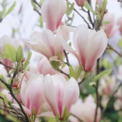 Uitgelichte producten 13 Beverboom (Magnolia Soulangeana)