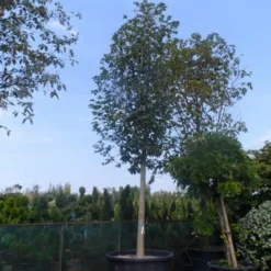 Beverboom (Magnolia Soulangeana Als Boom) 12 Beverboom (Magnolia Soulangeana Als Boom) -Groen Ziel Verkoop magnolia soulangeana alba superba 40 50ho c1000 1