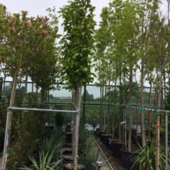 Beverboom (Magnolia Soulangeana Als Boom) 9 Beverboom (Magnolia Soulangeana Als Boom) -Groen Ziel Verkoop magnolia soulangeana boom 10 12cm 1