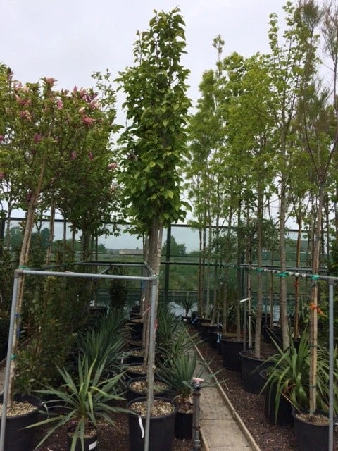 Beverboom (Magnolia Soulangeana Als Boom) 3 Beverboom (Magnolia Soulangeana Als Boom) - Afbeelding 3