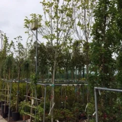 Beverboom (Magnolia Soulangeana Als Boom) 10 Beverboom (Magnolia Soulangeana Als Boom) -Groen Ziel Verkoop magnolia soulangeana boom 14 16cm 1