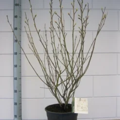 Stermagnolia (Magnolia Stellata) -Groen Ziel Verkoop magnolia stellata c7 november 1 1