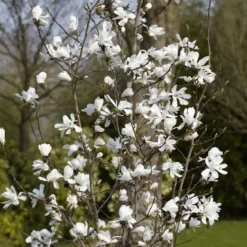 Beverboom Als Struik (Magnolia Loebneri 'Merrill')