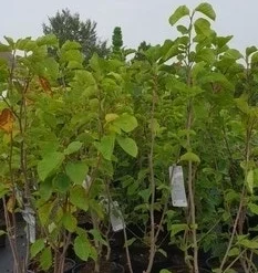 Magnolia (Magnolia 'Yellow River') -Groen Ziel Verkoop magnolia yellow ri ver