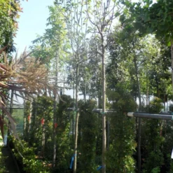 Beverboom (Magnolia 'Yellow River') -Groen Ziel Verkoop magnolia yellow river 10 12 14ho cont