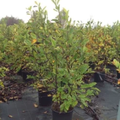 Beverboom (Magnolia Loebneri 'Leonard Messel') 6 Beverboom (Magnolia Loebneri 'Leonard Messel') -Groen Ziel Verkoop magnolialeonardmessel02