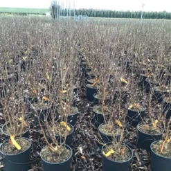 Beverboom (Magnolia Loebneri 'Leonard Messel') 7 Beverboom (Magnolia Loebneri 'Leonard Messel') -Groen Ziel Verkoop magnolialeonardmessel03