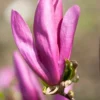 Meerstammige Beverboom (Magnolia 'Susan')