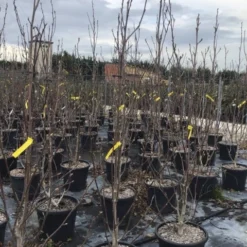 Beverboom (Magnolia Brooklynensis 'Yellow Bird') 5 Beverboom (Magnolia Brooklynensis 'Yellow Bird') -Groen Ziel Verkoop magnoliayellowbird02 1