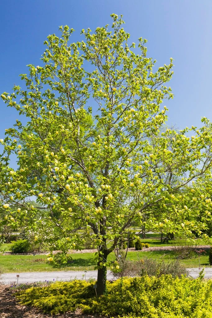 Beverboom (Magnolia Brooklynensis 'Yellow Bird') 2 Beverboom (Magnolia Brooklynensis 'Yellow Bird') - Afbeelding 2