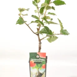 Appelboom (Malus Domestica 'Jonagold') -Groen Ziel Verkoop malus dom. jonagold rp2l handappel laat zachtzuur