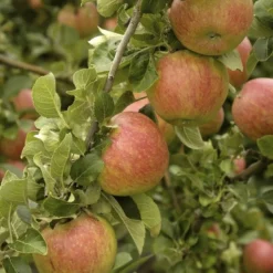 Appelboom (Malus Domestica 'Alkmene')