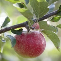 Lei-Appel (Malus Domestica 'Benoni')