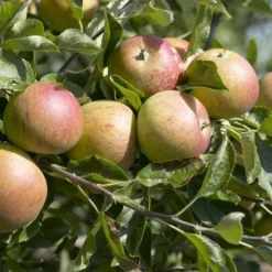 Mini-appel (Malus Domestica 'Mini-Cox') -Groen Ziel Verkoop malus domestica cox s orange 2
