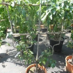 Appelboom (Malus Domestica ) -Groen Ziel Verkoop malus domestica eetappel dubbel u leivorm 1