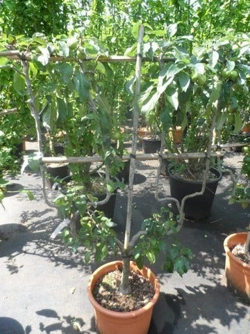 Appelboom (Malus Domestica ) 9 Appelboom (Malus Domestica ) - Afbeelding 9