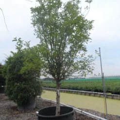 Appelboom (Malus Domestica ) -Groen Ziel Verkoop malus domestica eetappel halfstam 30 40 c750 1