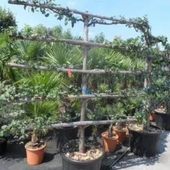 Appelboom (Malus Domestica ) 16 Appelboom (Malus Domestica ) -Groen Ziel Verkoop malus domestica eetappel oude leivorm