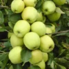 Appelboom (Malus Domestica 'Golden Delicious')